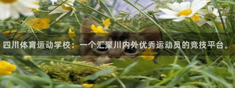 oety欧亿